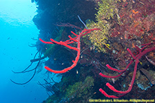 wall with red rope sponges